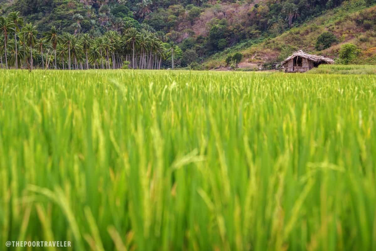 The trail to the beach cuts across rice fields.