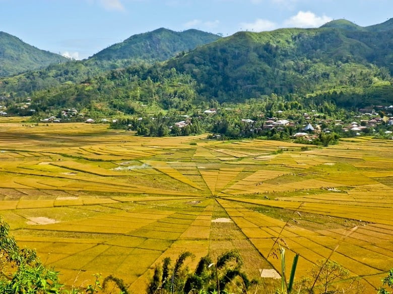 The Manggarai people in the eastern highlands of Flores divide their rice fields in a spider web pattern. The village head distributes land among the villagers in parcels of triangular patterns or Lodok, starting at the centre.