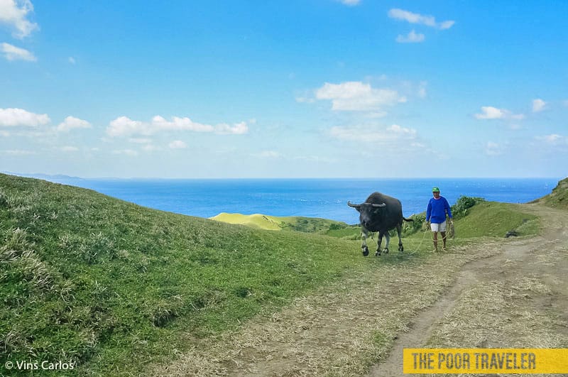 A farmer leading his carabao (water buffalo) out of the site.