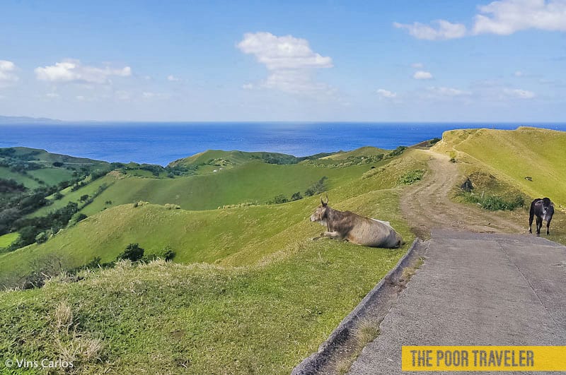 Vayang Rolling Hills is a favorite grazing spot for many animals including cows and goats.