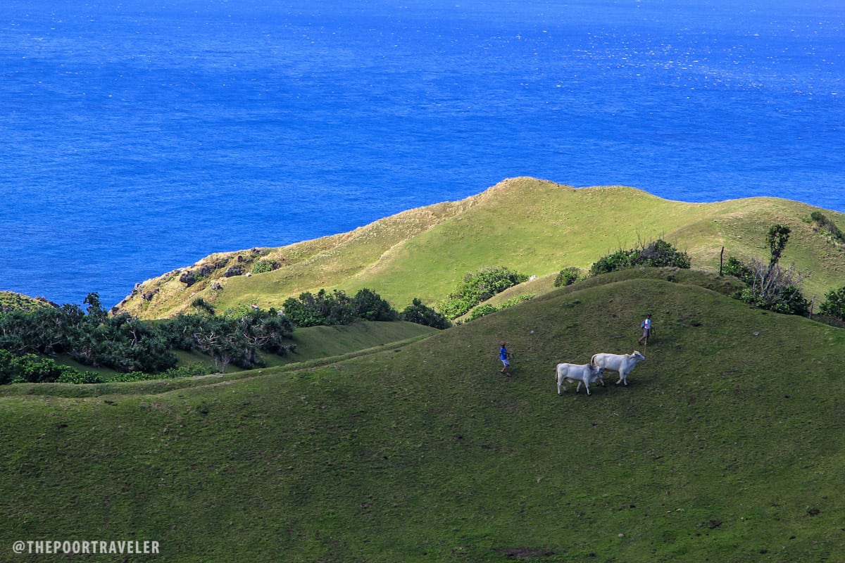 The hills are alive!