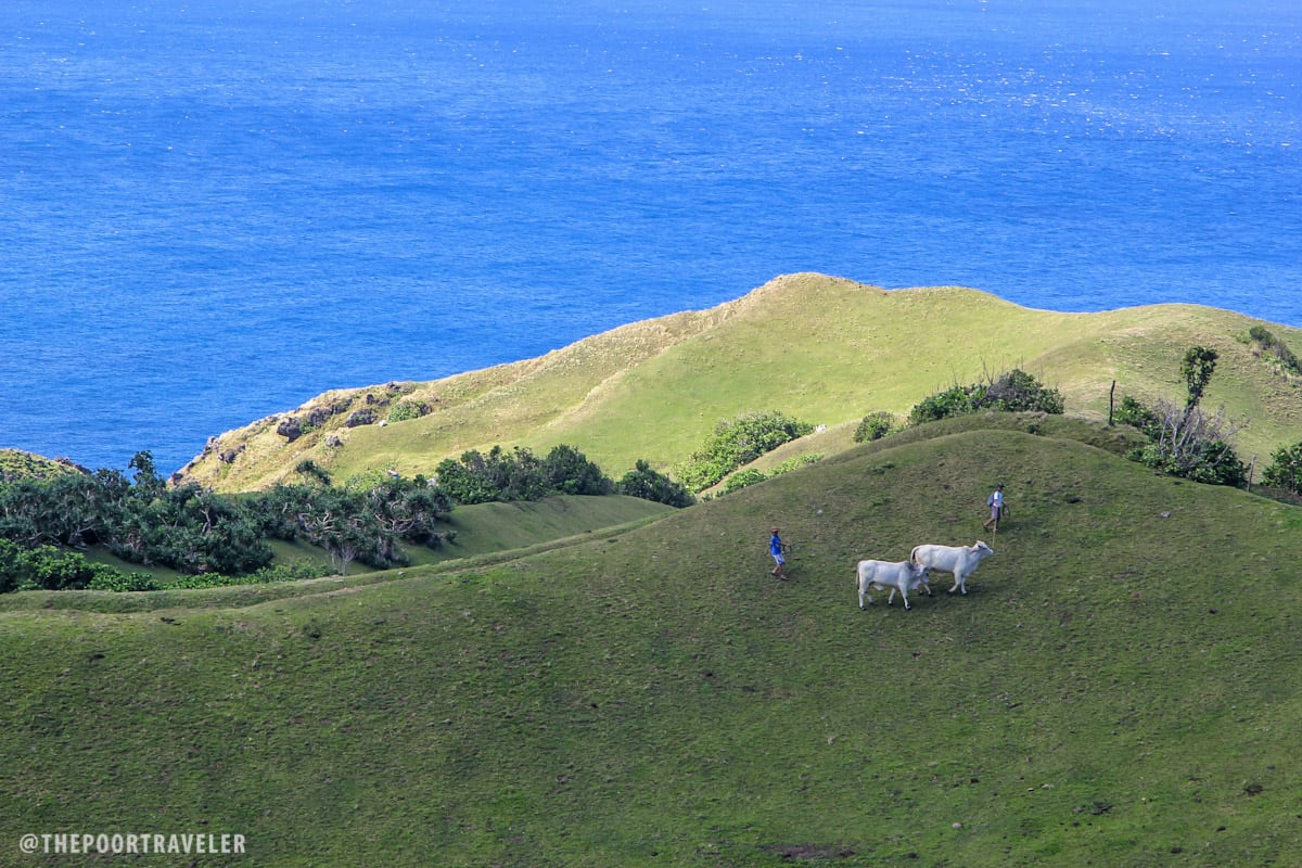 Farmers take their cattle to the rolling hills to let them graze.