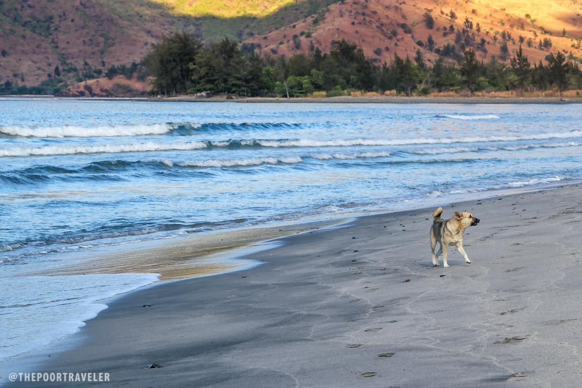 A dog dashes toward us when we docked.