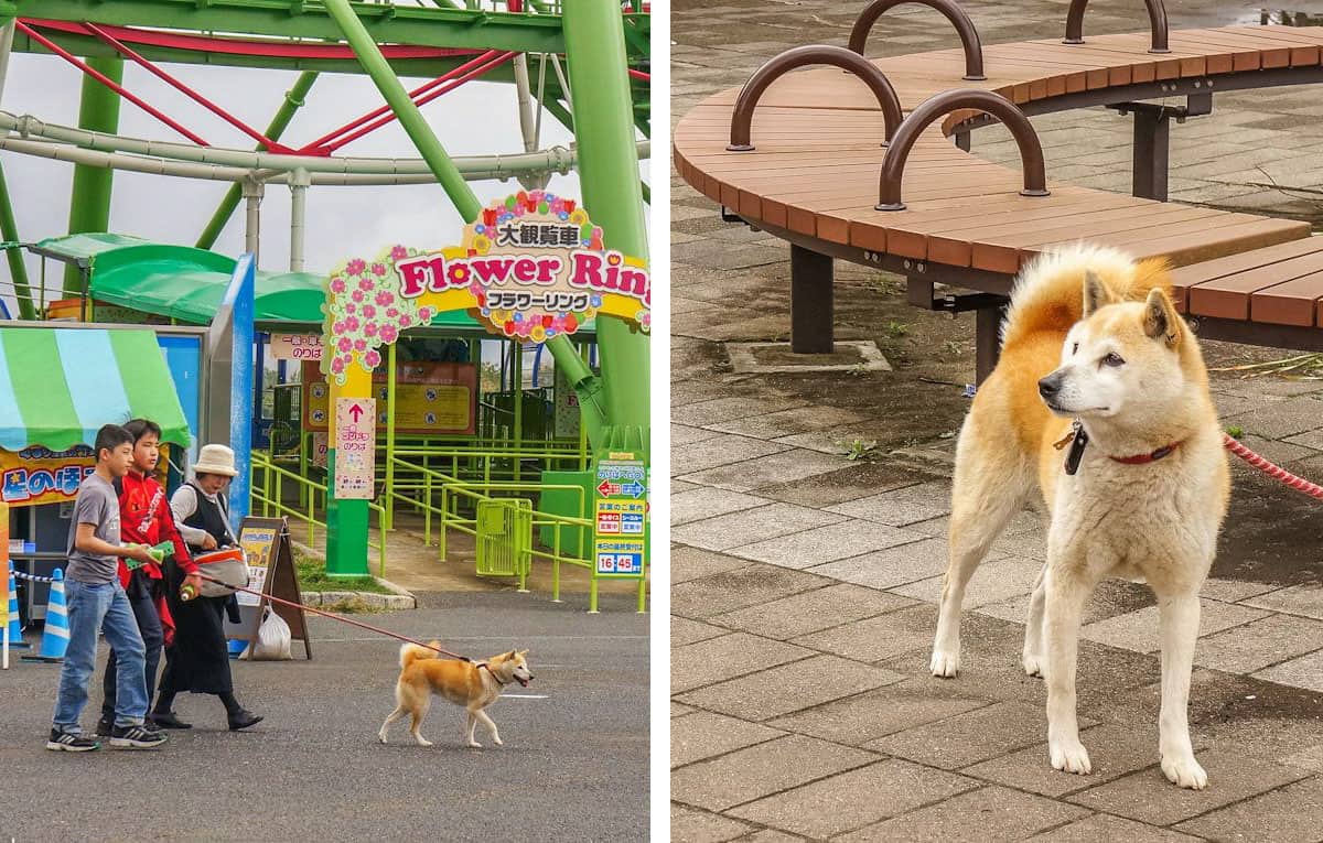 A family walking their cute akita dog.