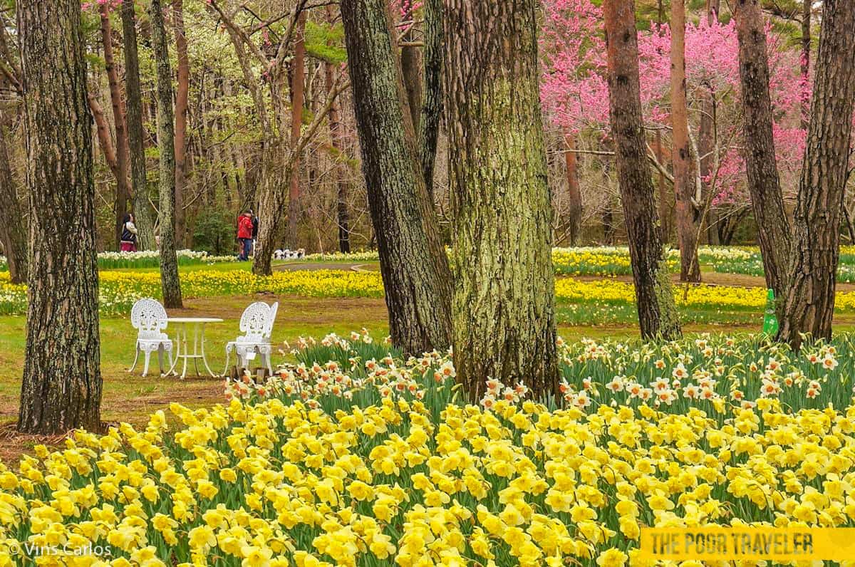 Daffodils are the stars of early spring here at Hitachi Seaside Park. Until the baby blue eyes blossom.