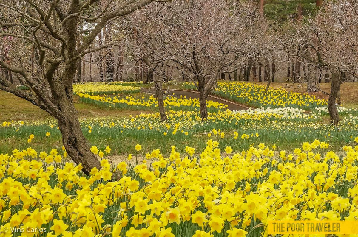 The Suisen Fantasy Garden boasts daffodils and other narcissuses.