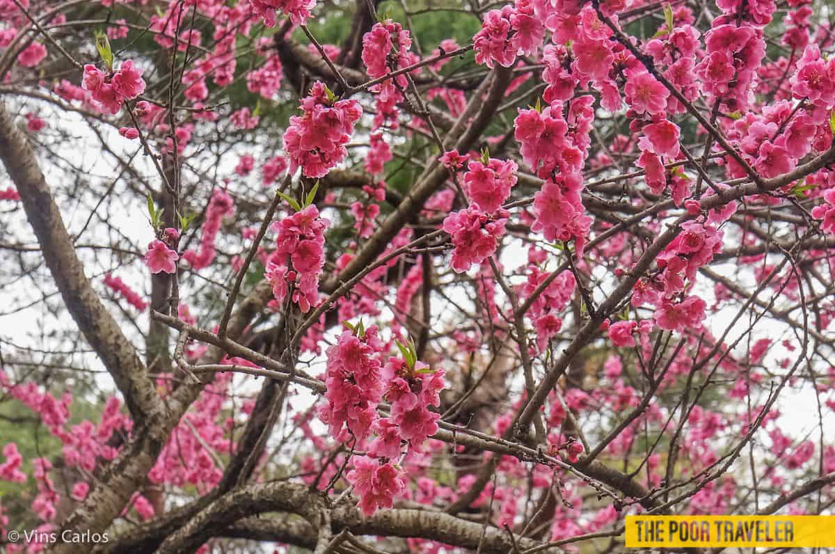 Dark pink petals, but I believe these are also cherry blossoms.