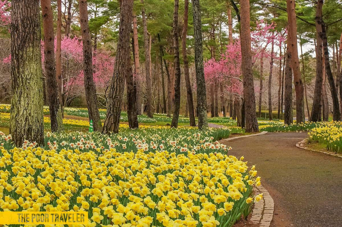 The Suisen Garden is one of the must-visit areas at the park during early spring.