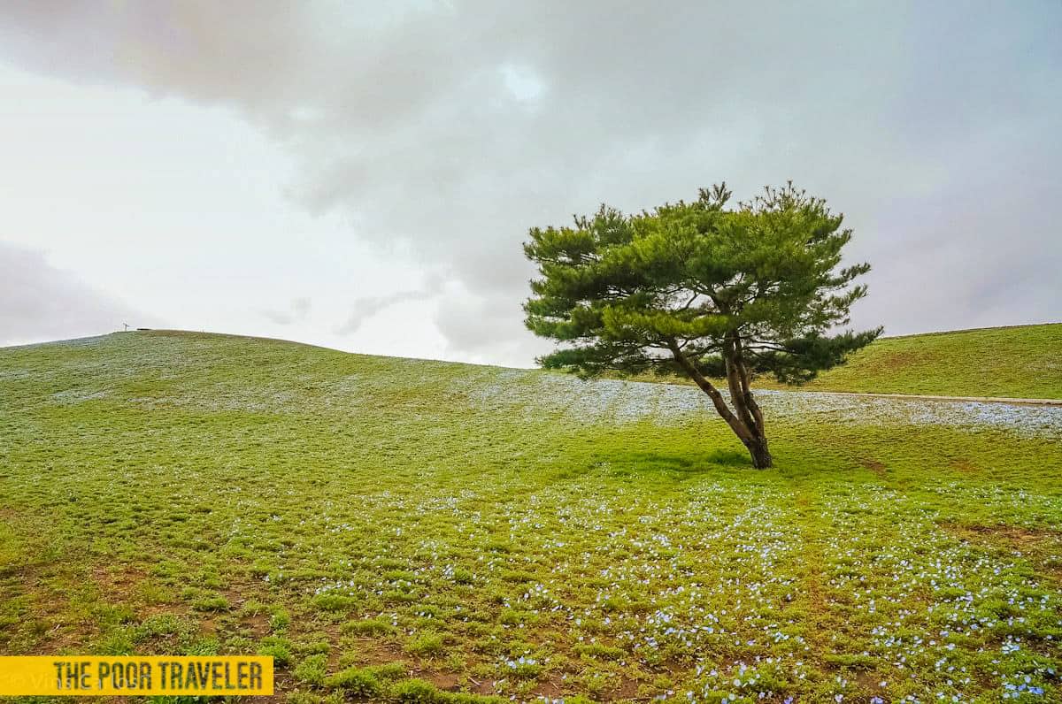 In late April to mid-May, the hills of Mirahashi will be blanketed with nemophila flowers (baby blue eyes). They were just starting to bud during my visit.