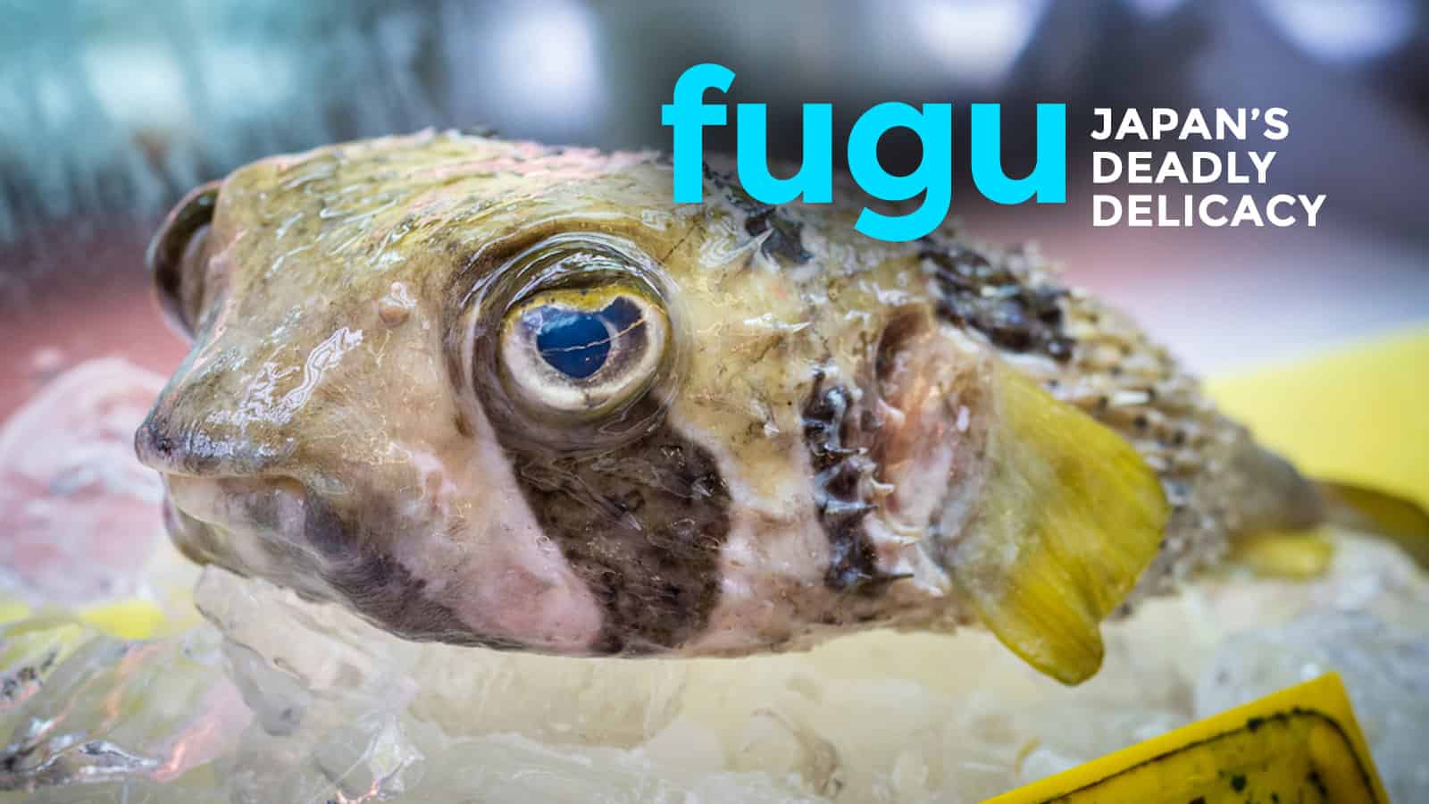 Trying Fugu, Japan’s Deadly Delicacy