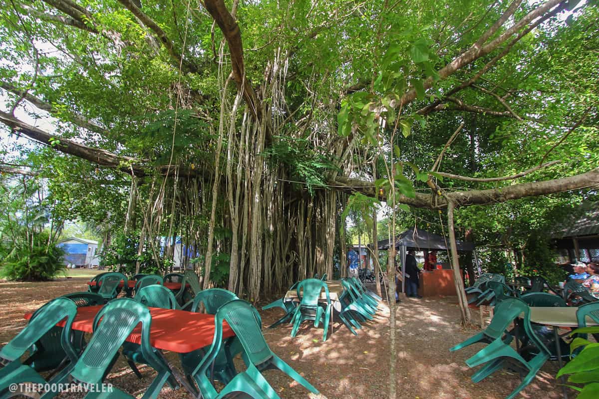 A banyan tree next to a cafe in Batchelor