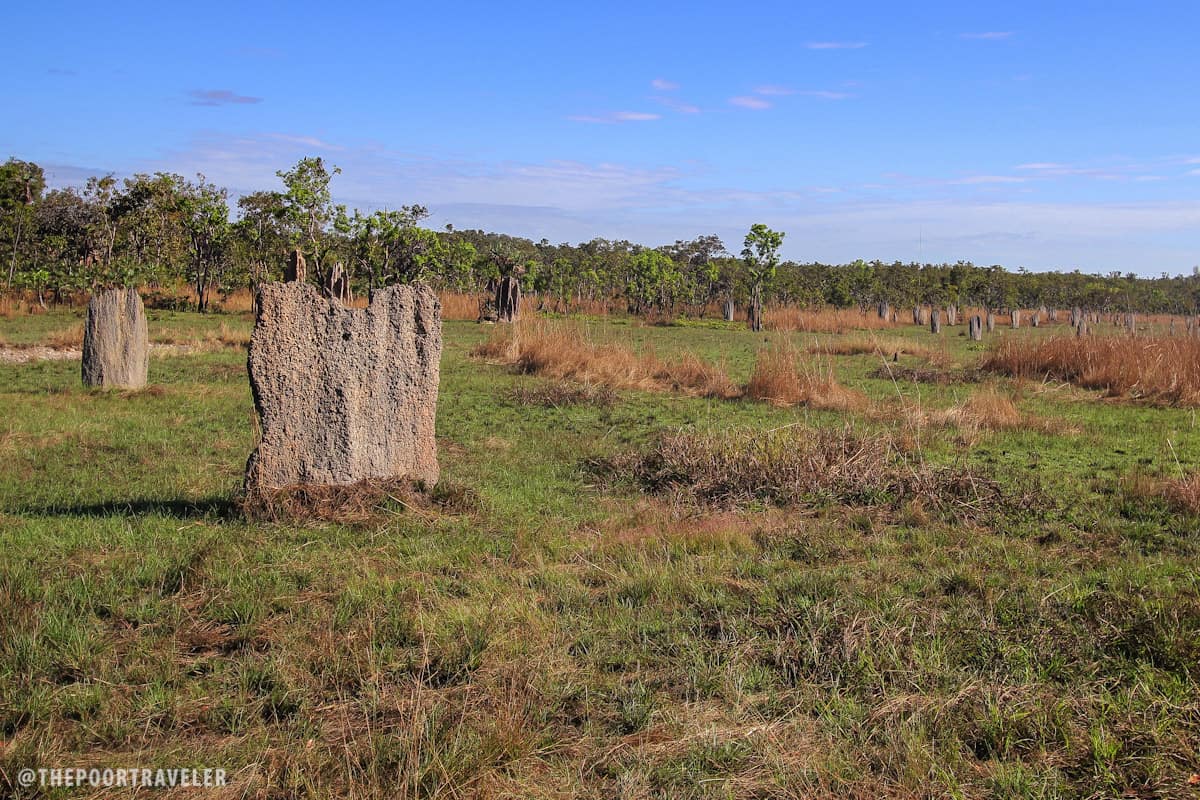 Magnetic Termite Mounds in Litchfield National Park