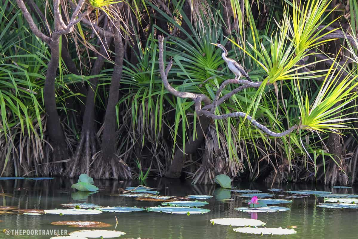 An Australian darter hunting.