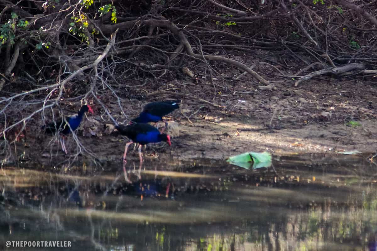 Some blue birds whose name skipped my mind. Help, anyone?