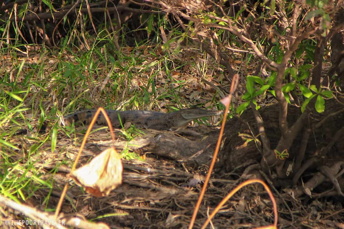 A freshwater crocodile or "freshie." See the narrow snout?