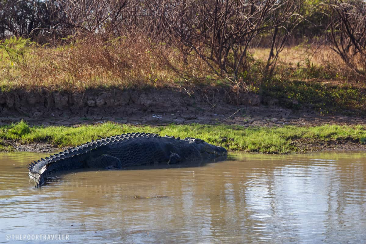 Whoa there, saltie! You're huge!