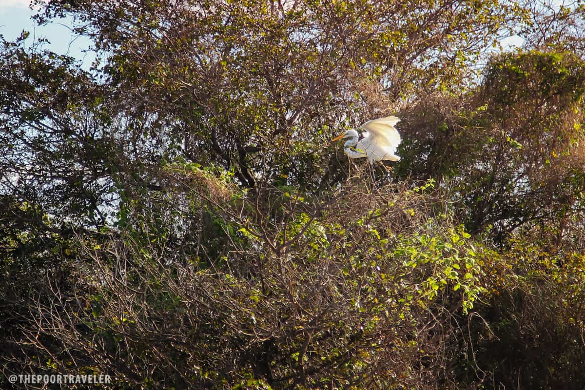 I'm not sure if this is a Great Egret or an Intermediate Egret.