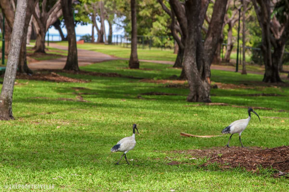 Ibis birds walking around the park