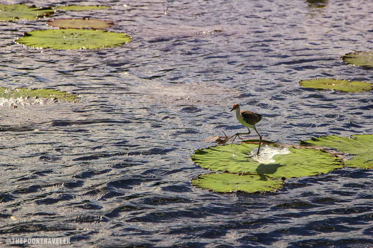 The Comb-crested Jacana is known by many names. Some call it Lotusbird for it is often seen walking on lotus leaves. Some call it Lilytrotter, for it is often seen hopping from one lily to another. But my favorite is probably Jesus Bird, for it appears to walk on water.