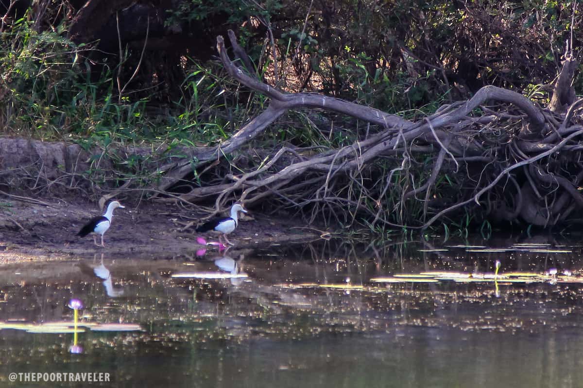 عادةً ما تكون صغار Radjah shelducks في أزواج، وتشكل روابط طويلة الأمد.