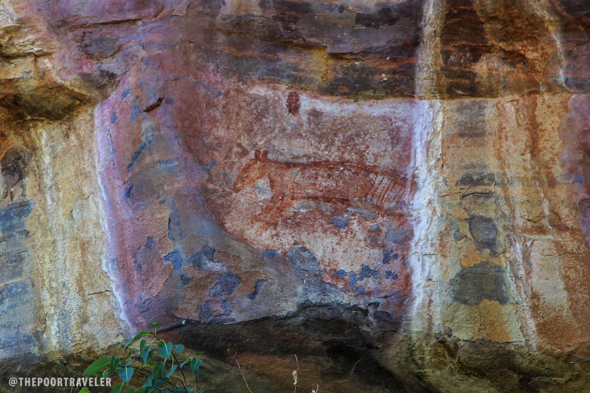 The Thylacine (Tasmanian Tiger) has been extinct for 2-3 thousand years, but ancient dwellers here were able to paint an image of one.