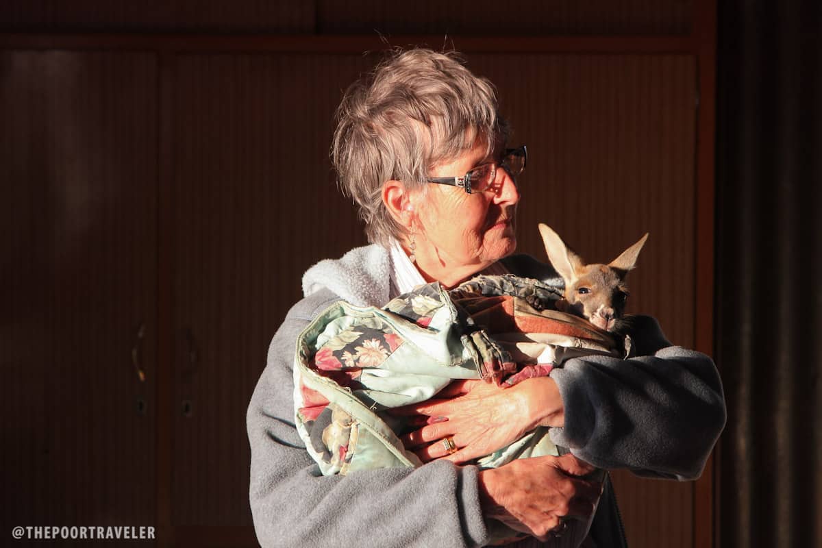 A woman carrying a joey in her arms.