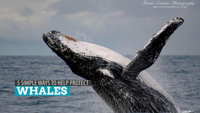5 Simple Ways to Help Protect Whales