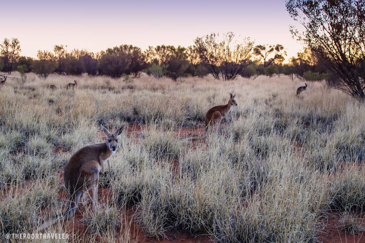 Kangaroos are nocturnal animals. They wake up around twilight.