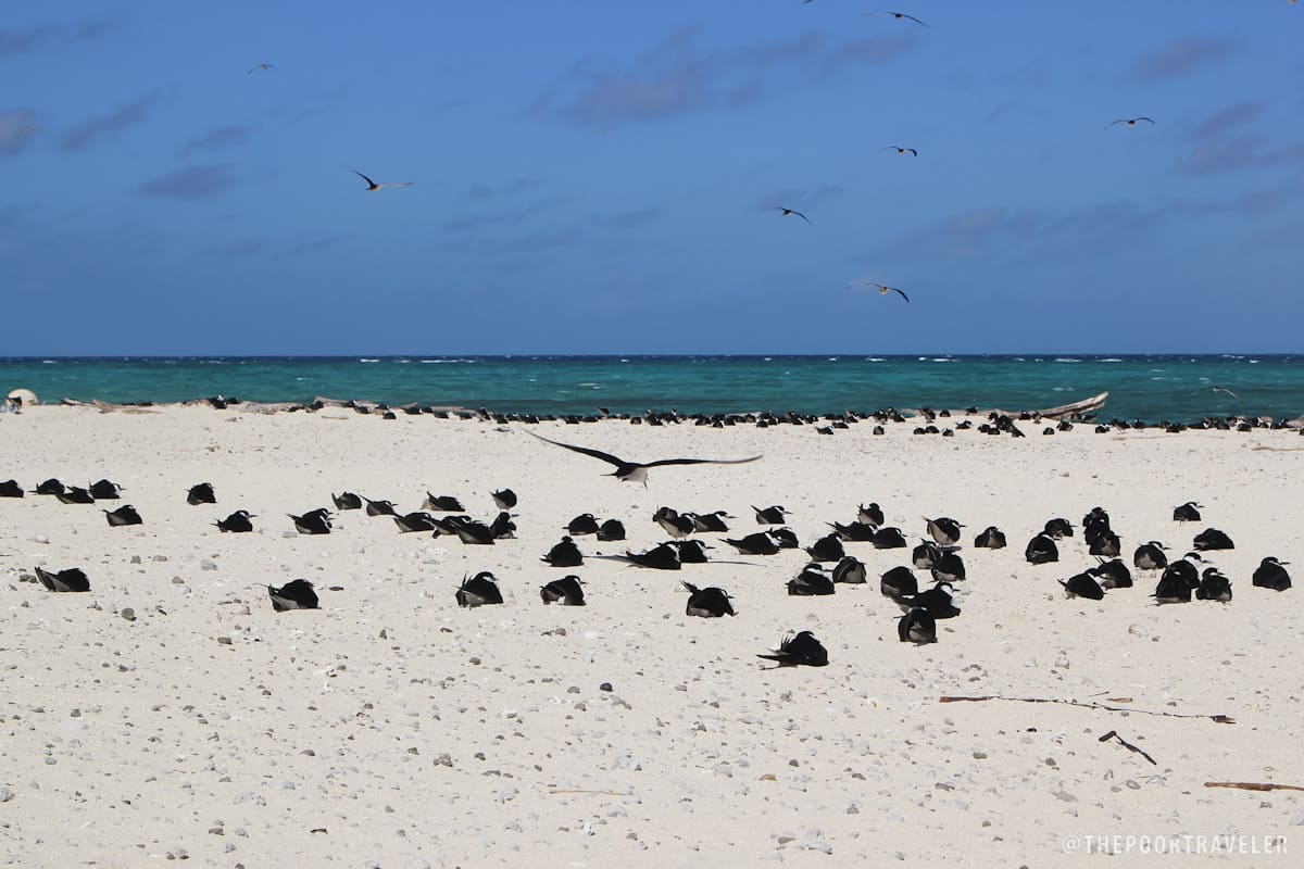 Michaelmas Cay is a breeding site for many species of terns.