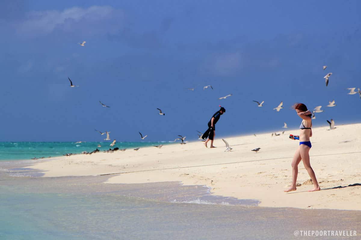 Michaelmas Cay is a paradise for snorkelers and beach bums alike.