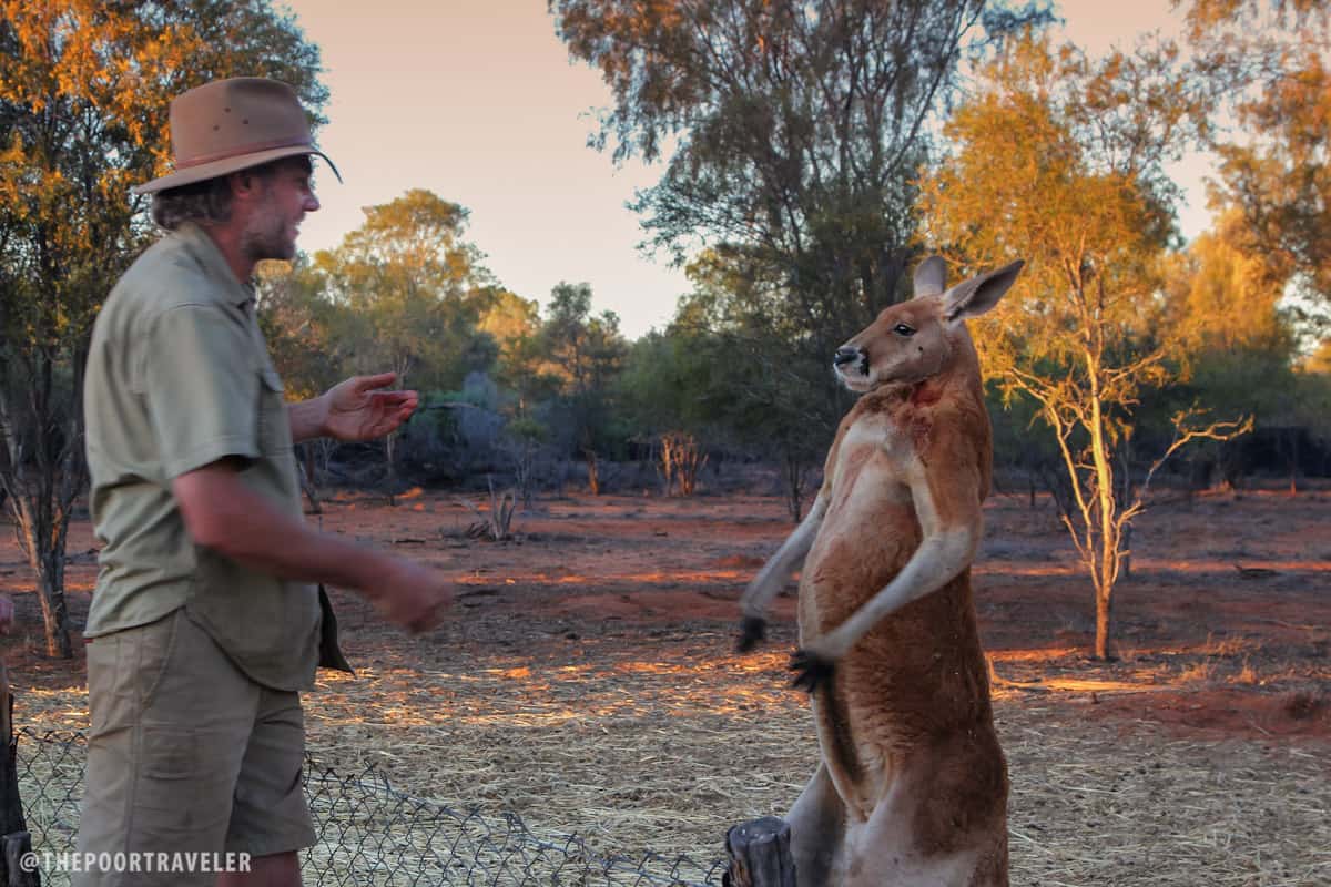 Roger, this mob's alpha male, feels challenged by Brolga. He once kicked Brolga near the groin, resulting in 6 stitches.