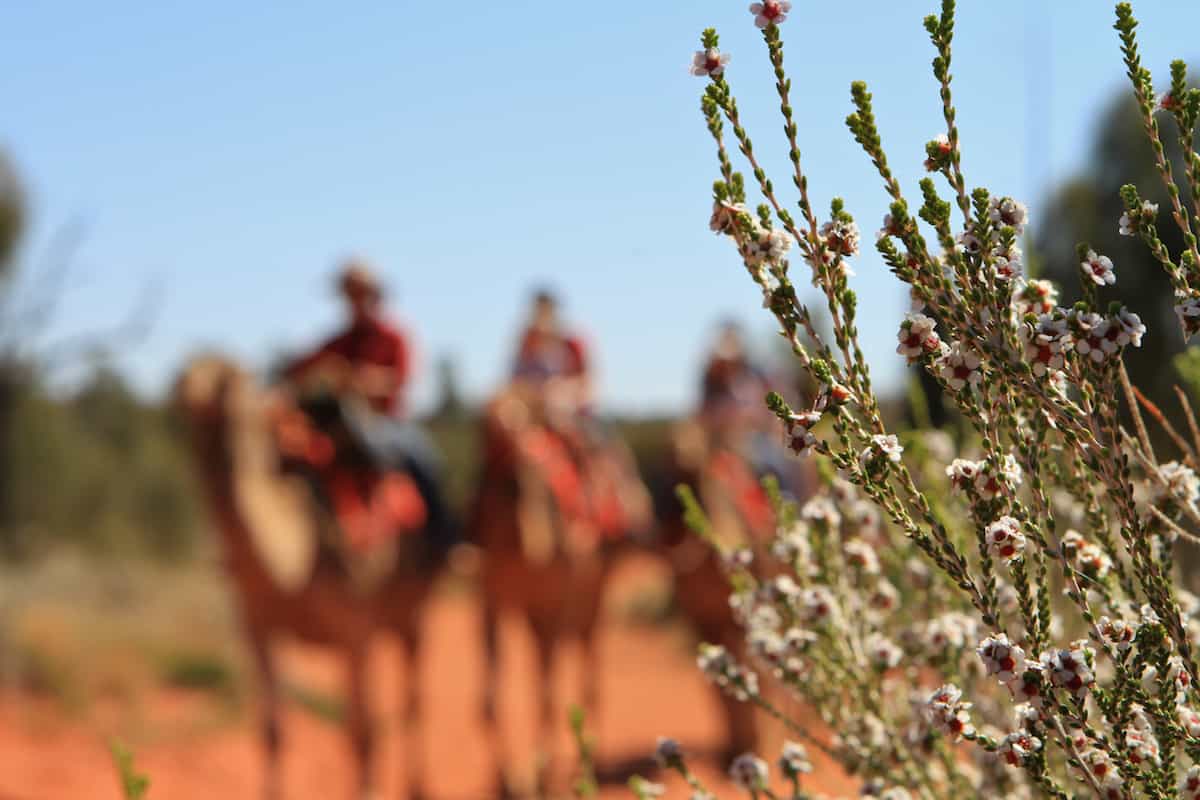 The trail will introduce many of the Outback's flora