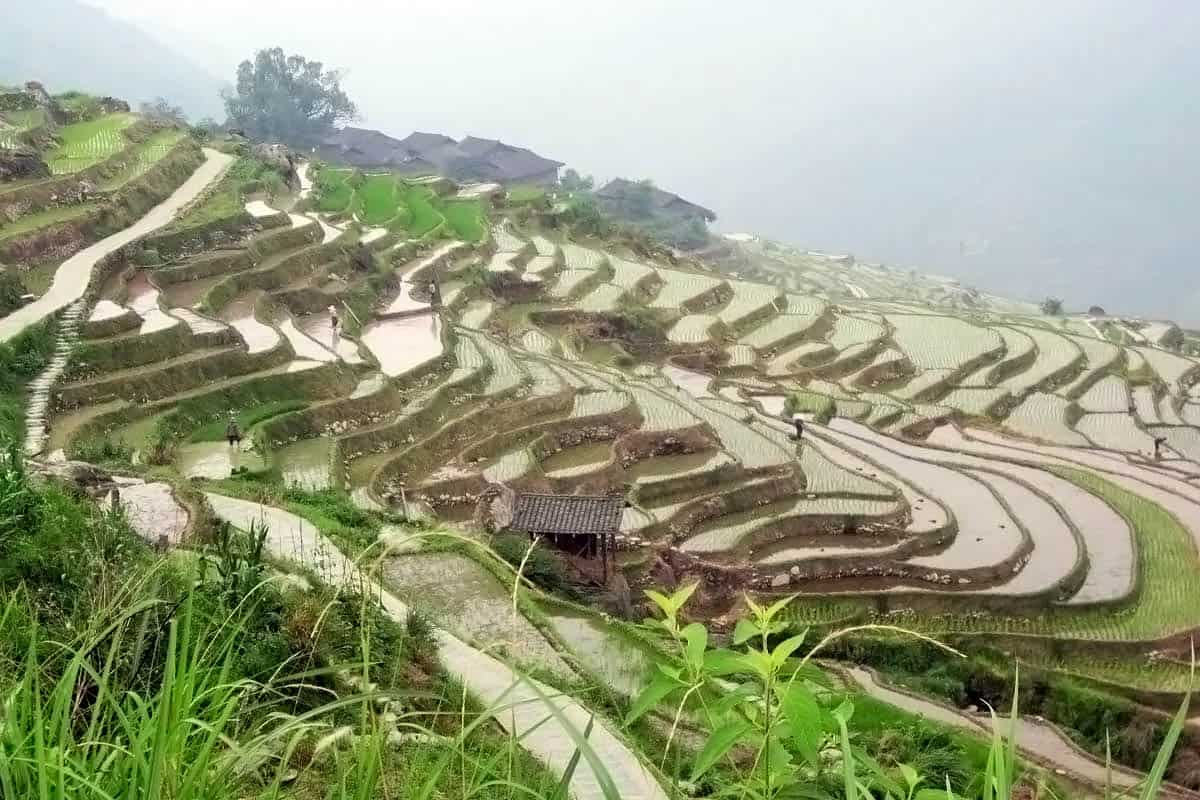 Longji Rice Terraces