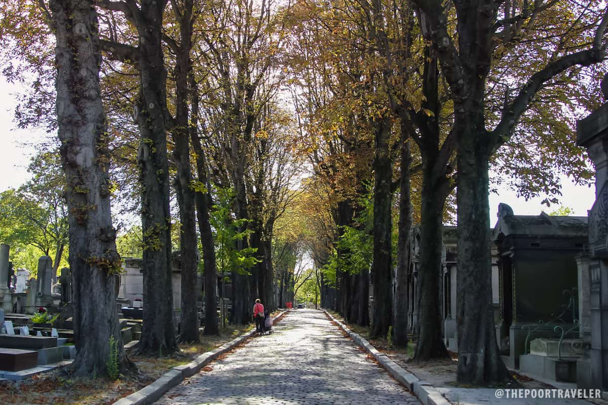 Towering trees flank the main streets of the cemetery