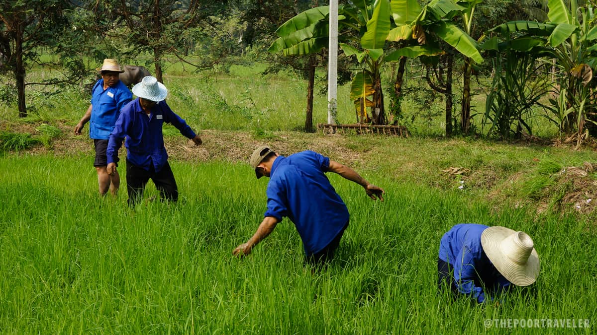 Sampran Riverside - Organic Farming