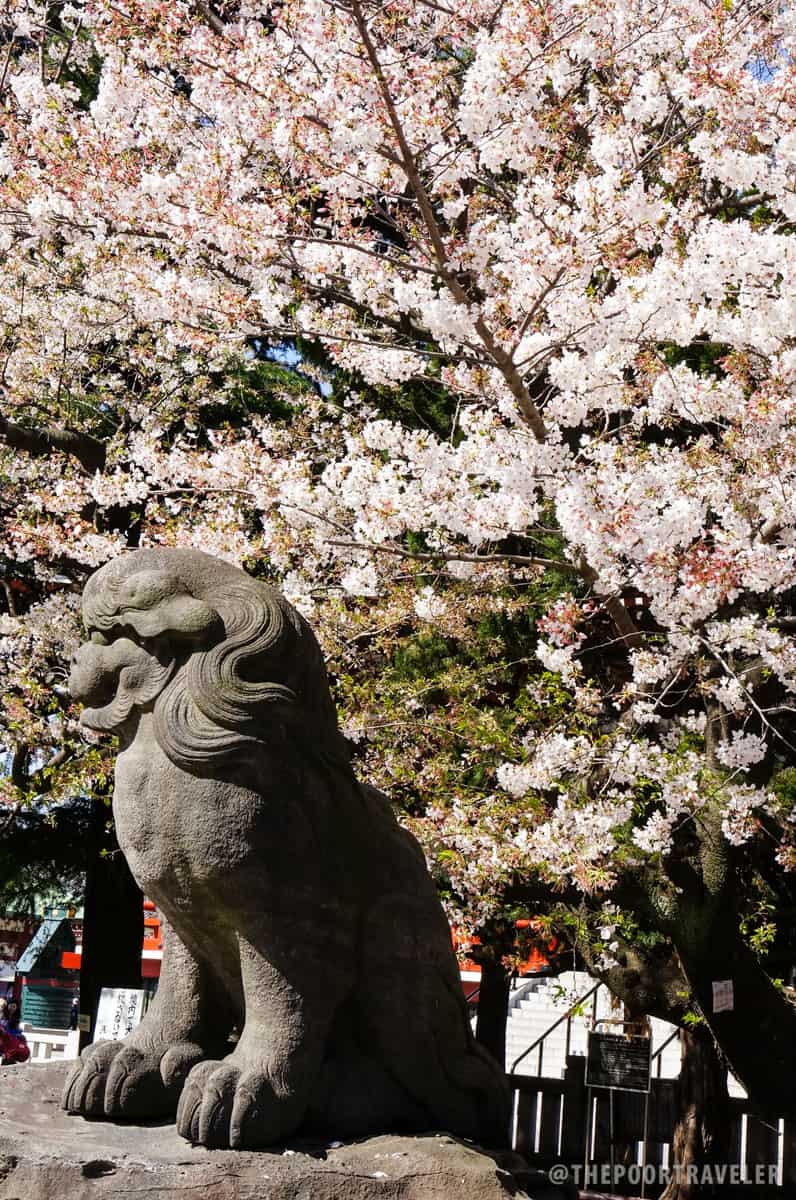 Cherry Blossoms is locally referred to as "Sakura"