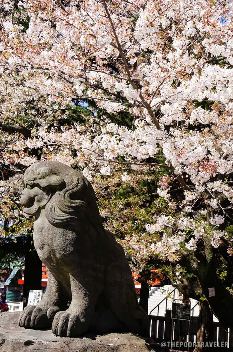 10 Photos of Cherry Blossoms in Japan  The Poor Traveler 