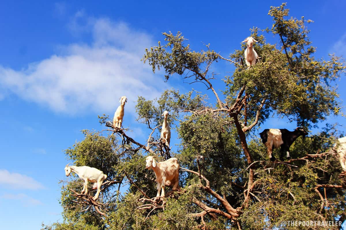 Goats on Argan Trees