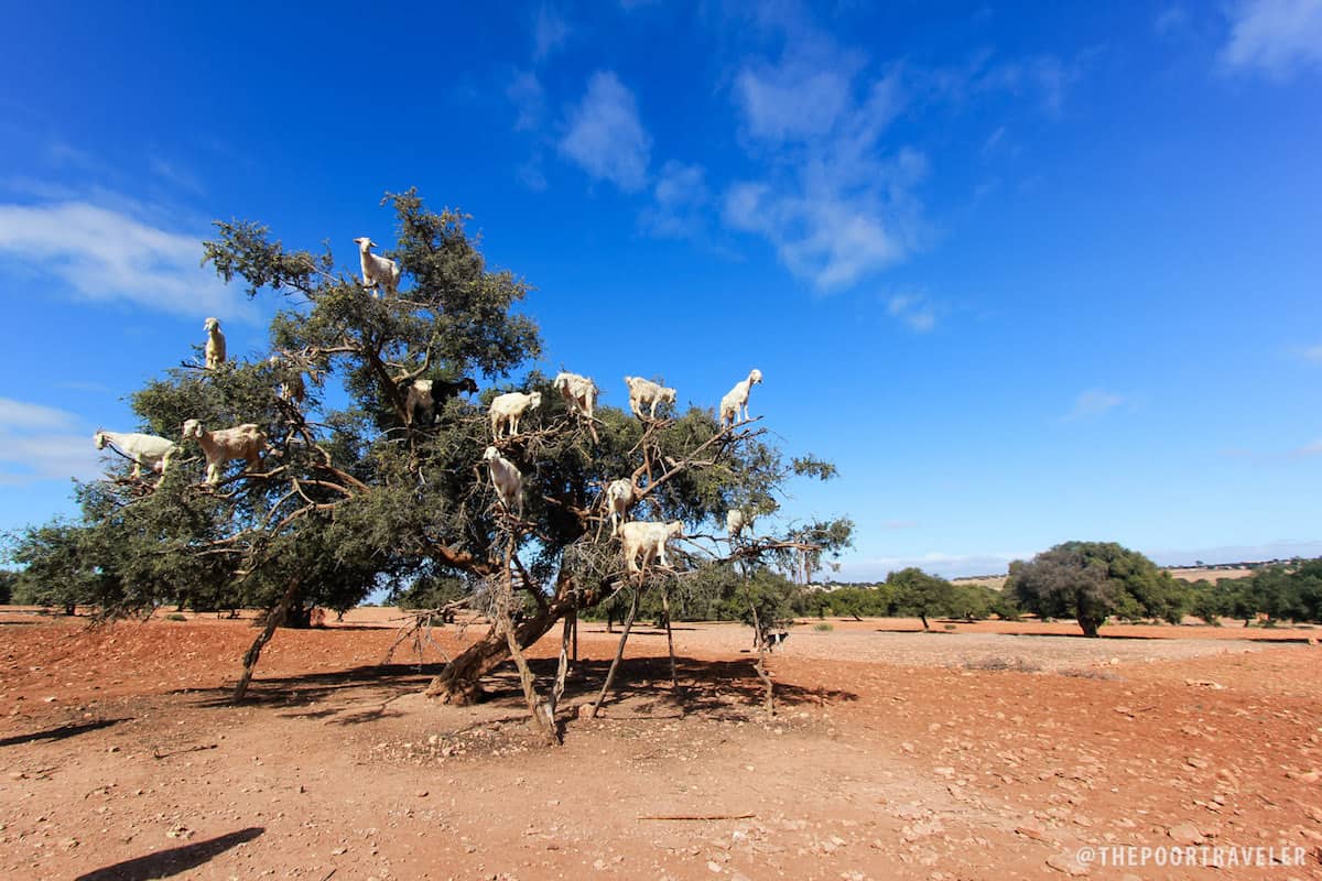 Goats on Argan Trees