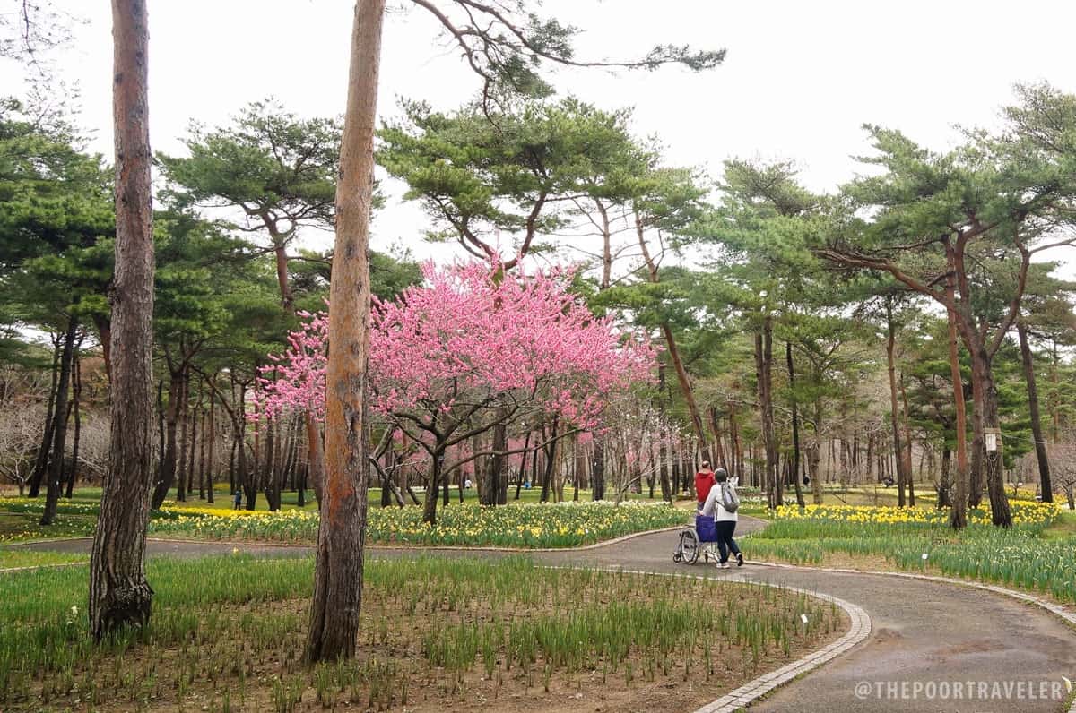 At Hitachi Seaside Park