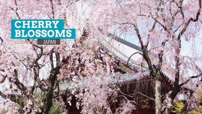 10 Photos of Cherry Blossoms in Japan