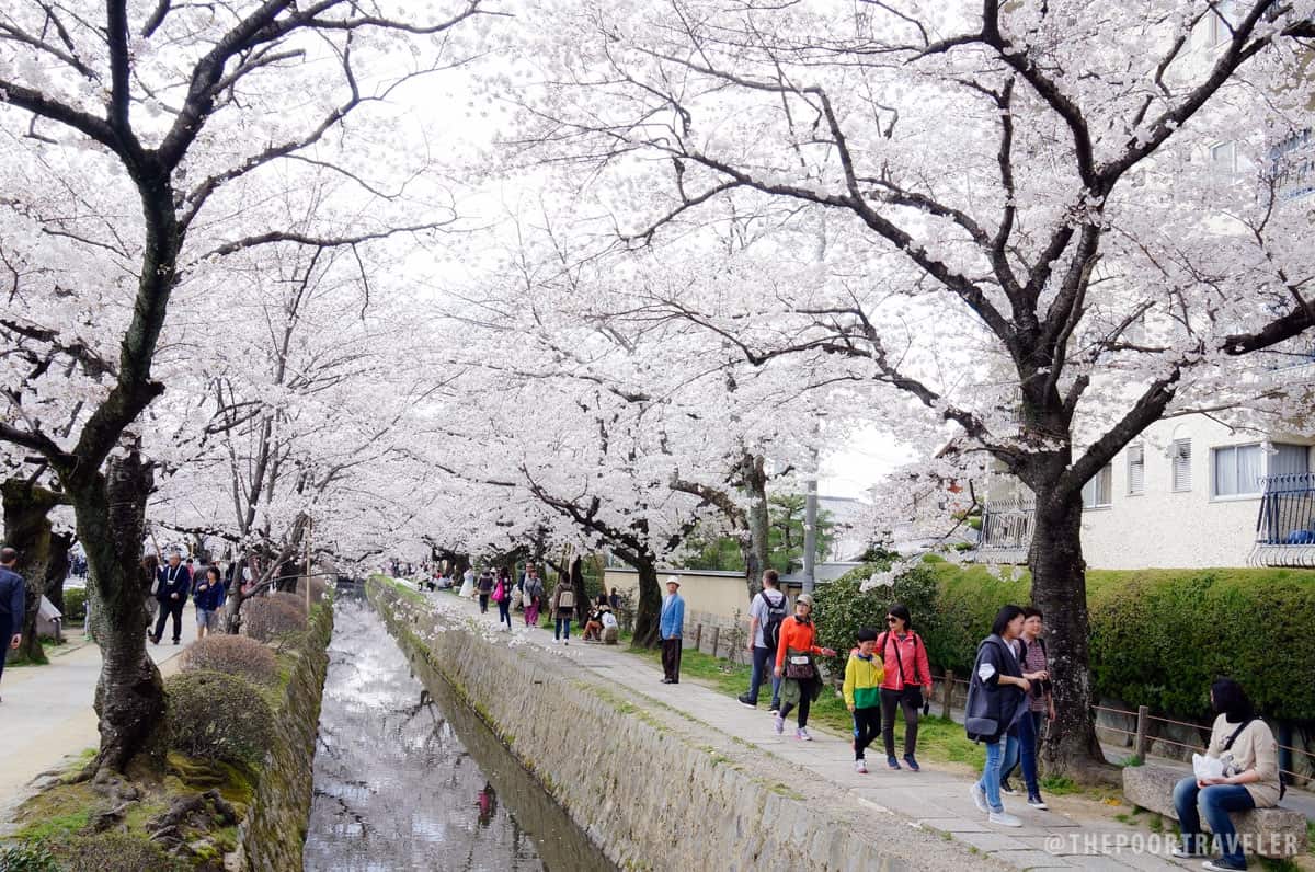 Cherry Blossoms in Kyoto