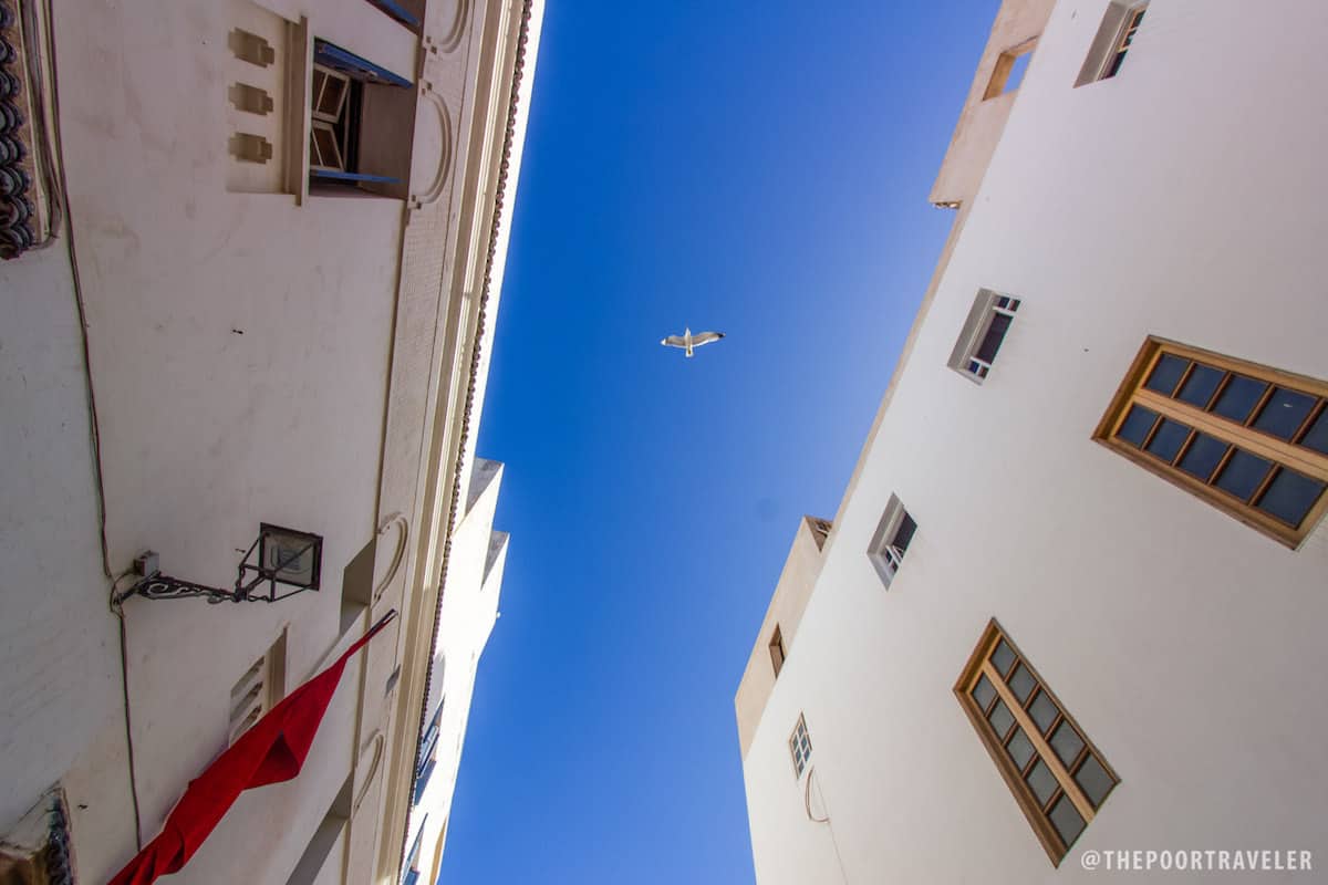 Seagull Overhead.