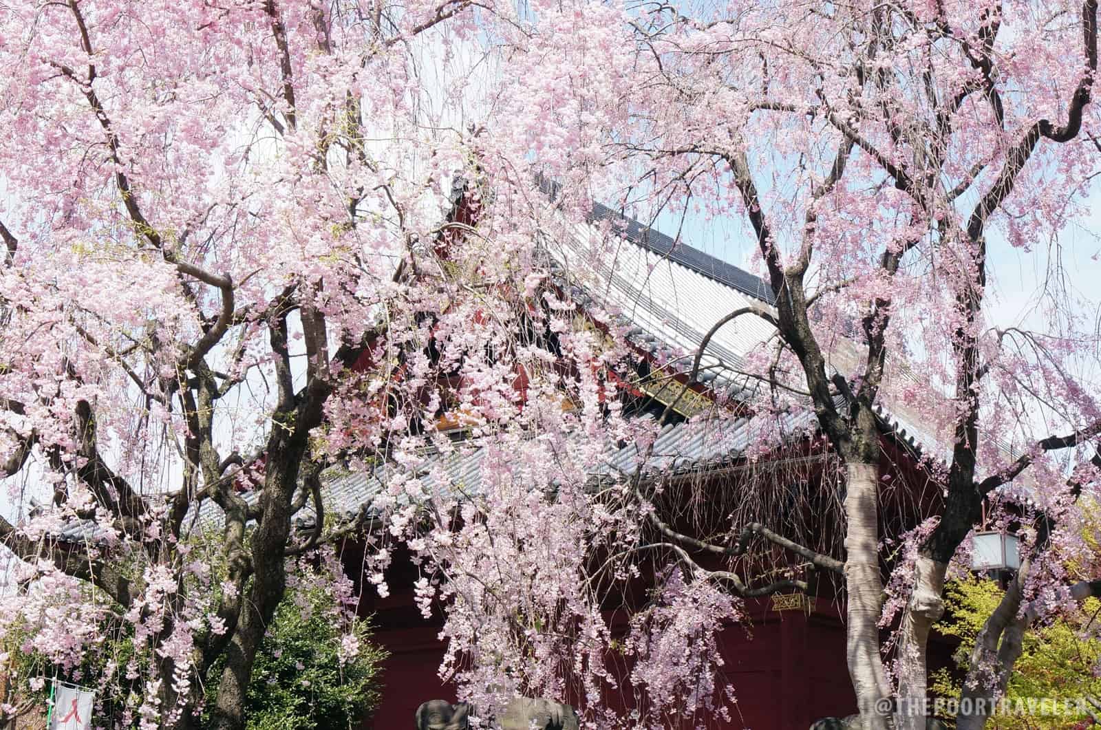 At Ueno Park, Tokyo