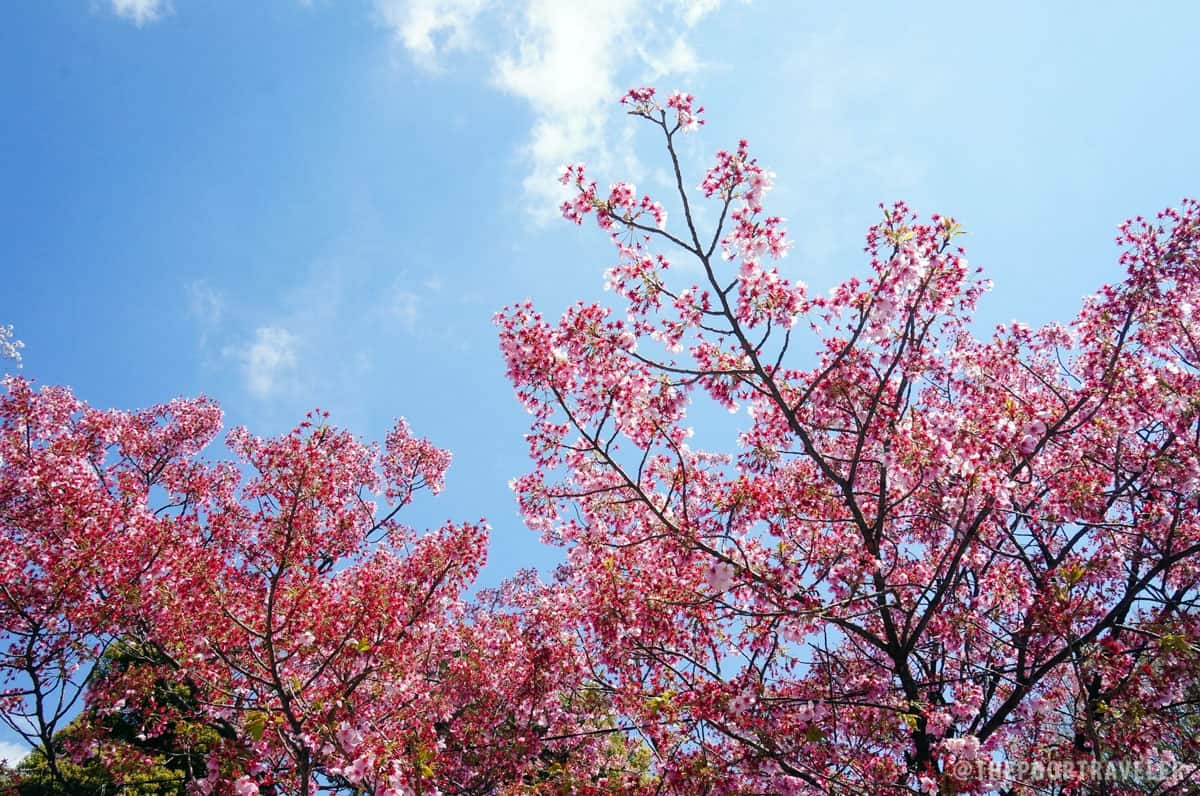 At Ueno Park, Tokyo