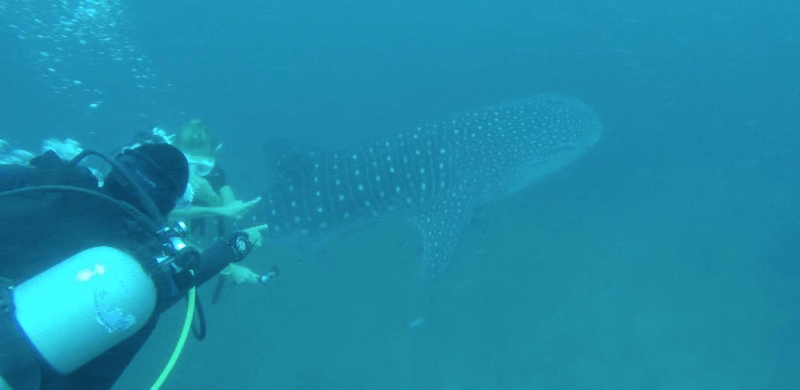 Swimming with whale sharks