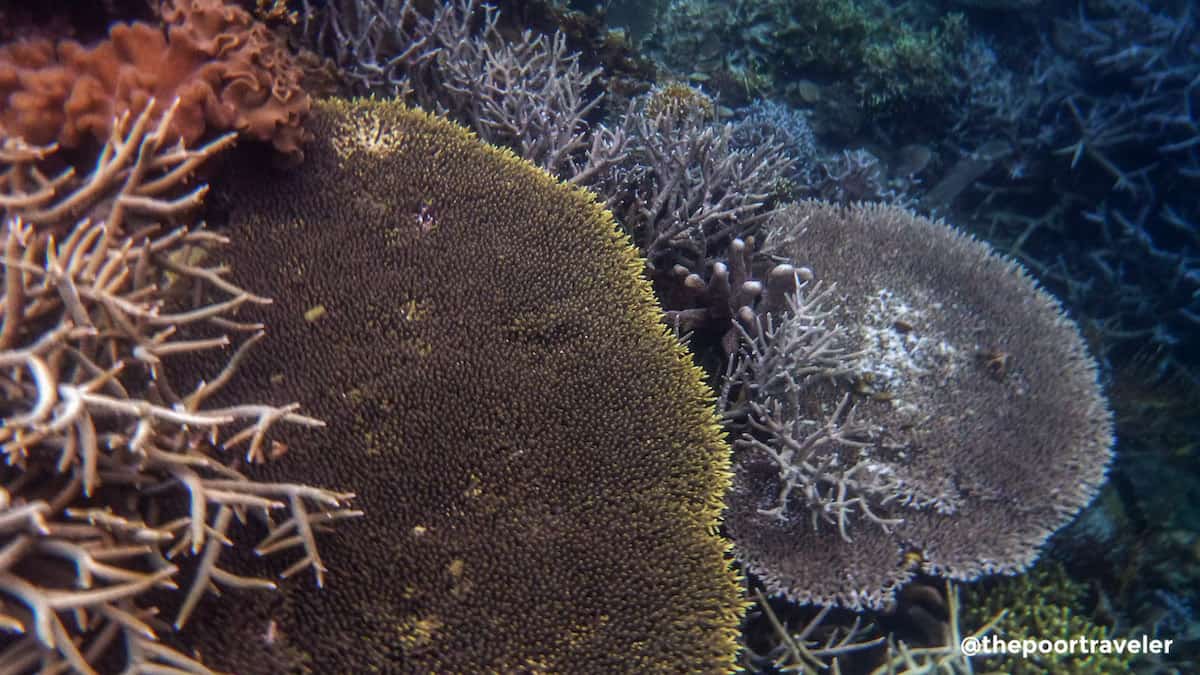 Lusong Coral Garden, Coron