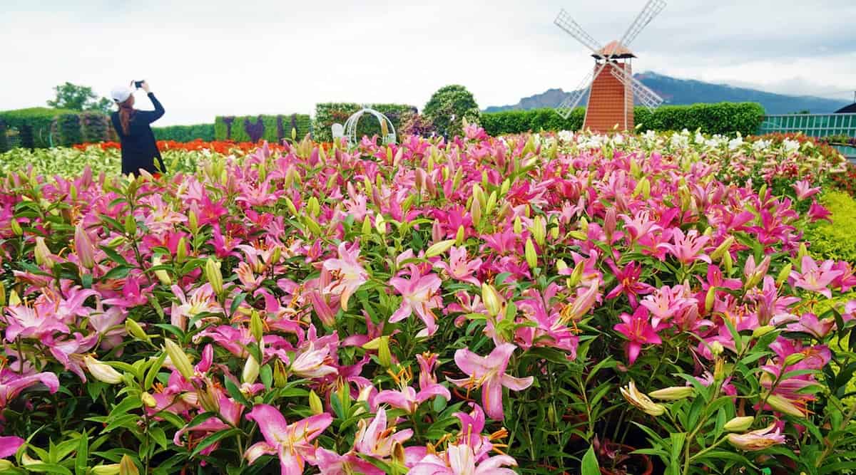 Chung She Flower Garden