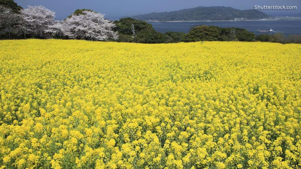 fukuoka tourist sites