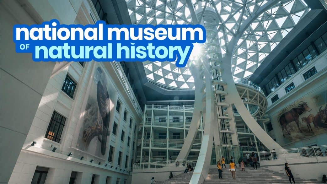 NATIONAL MUSEUM OF NATURAL HISTORY in MANILA Guide for FirstTimers